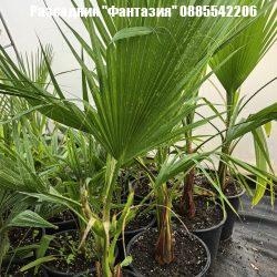 Washingtonia
