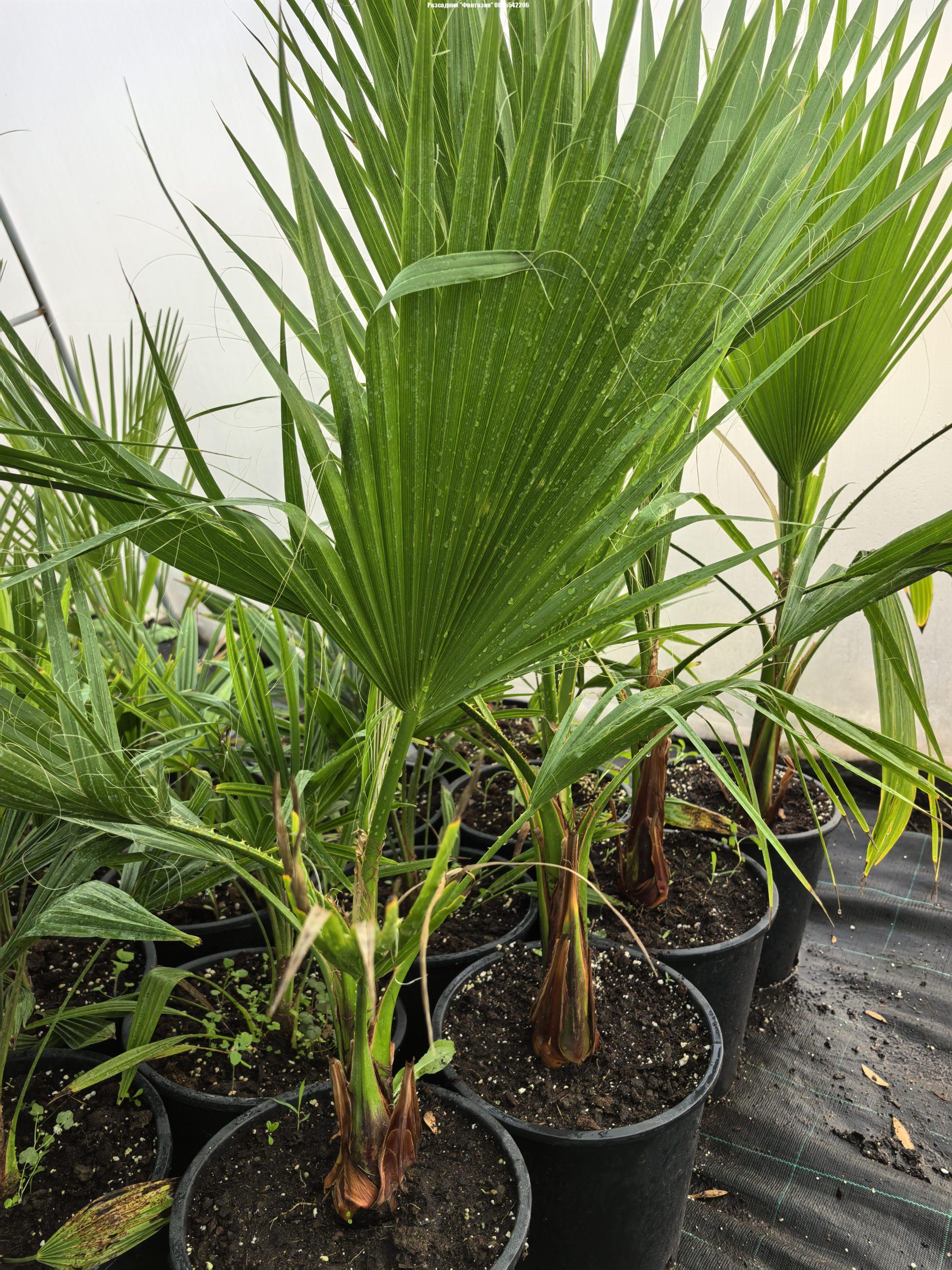 Washingtonia