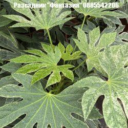 Fatsia