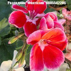 Калиопе