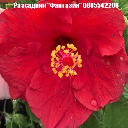 Hibiscus rosa sinensis