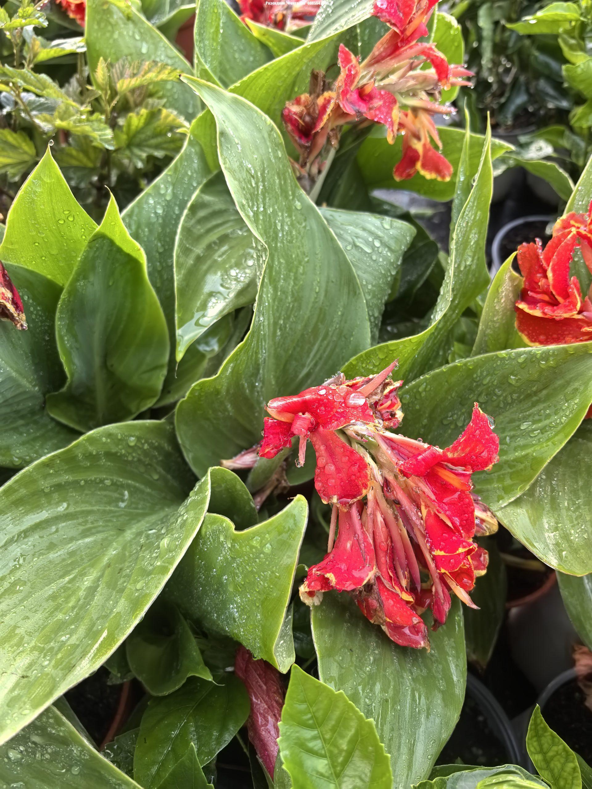 Canna 2 - Image 2