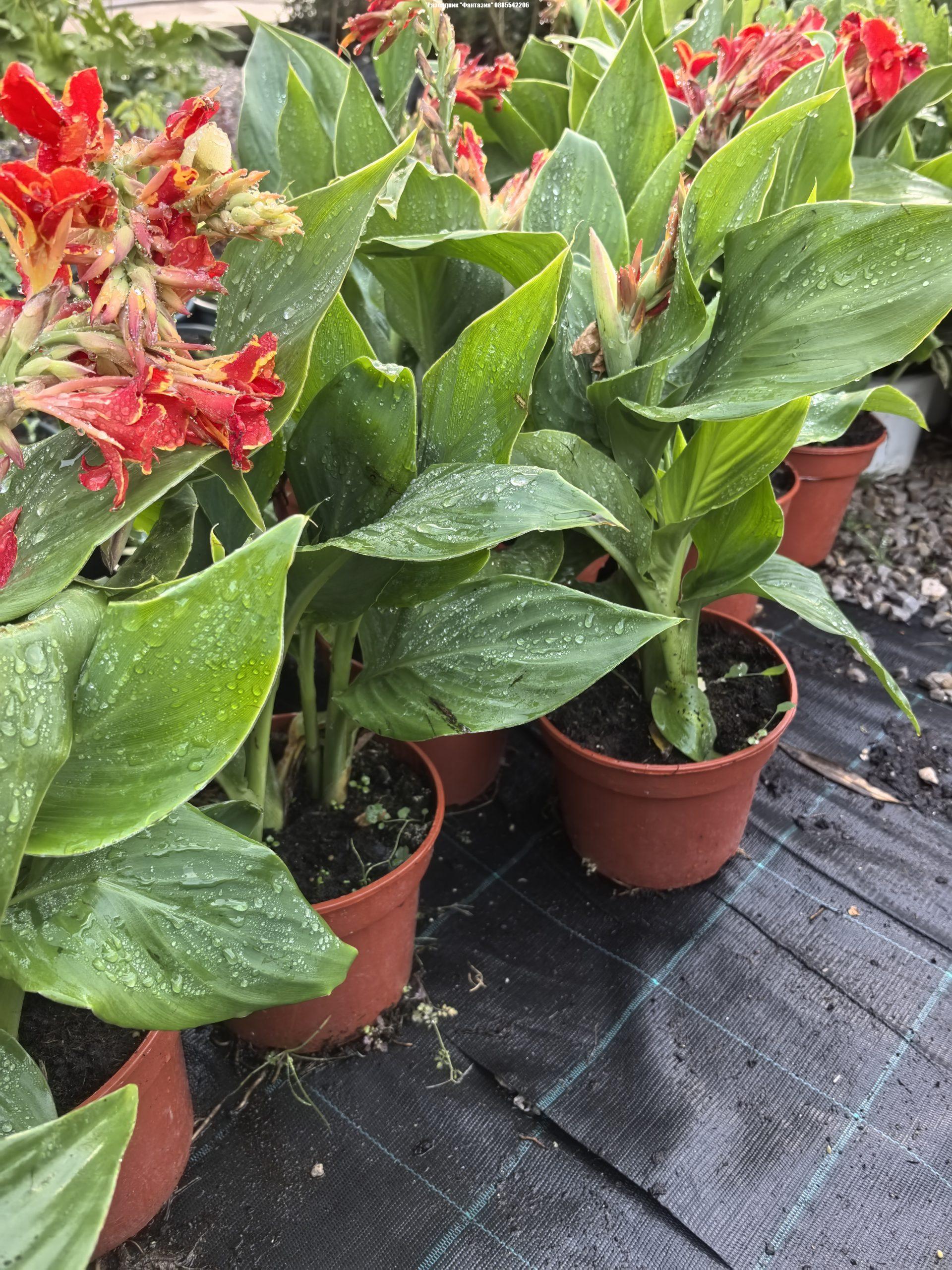 Canna 2 - Image 3