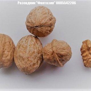 Извор 10