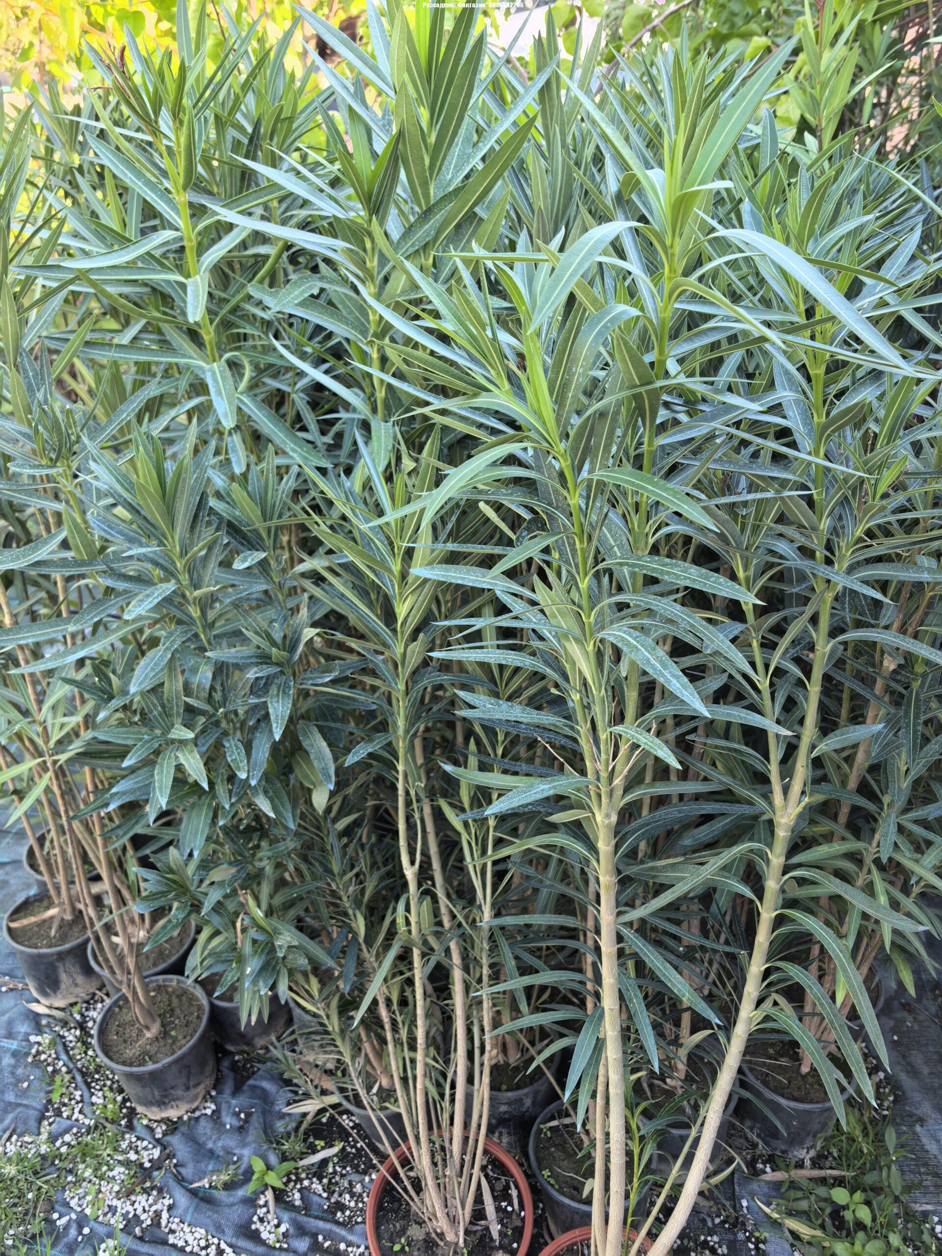 oleander