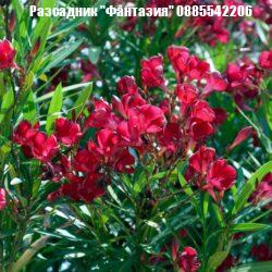 oleander