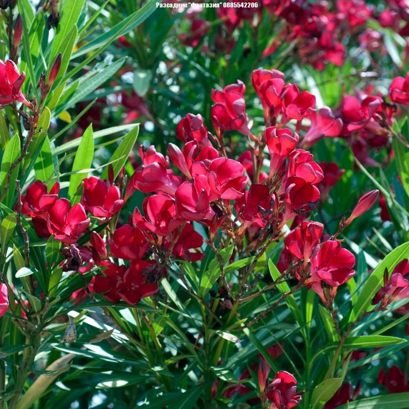 oleander