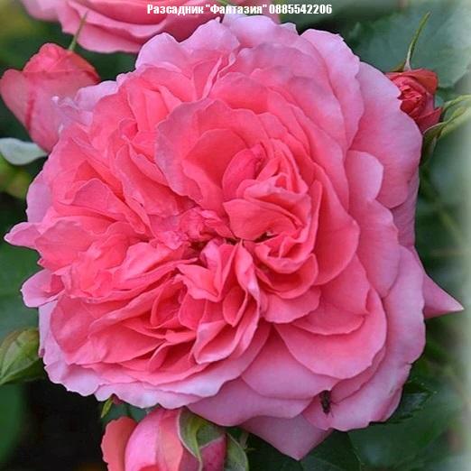 Rosarium