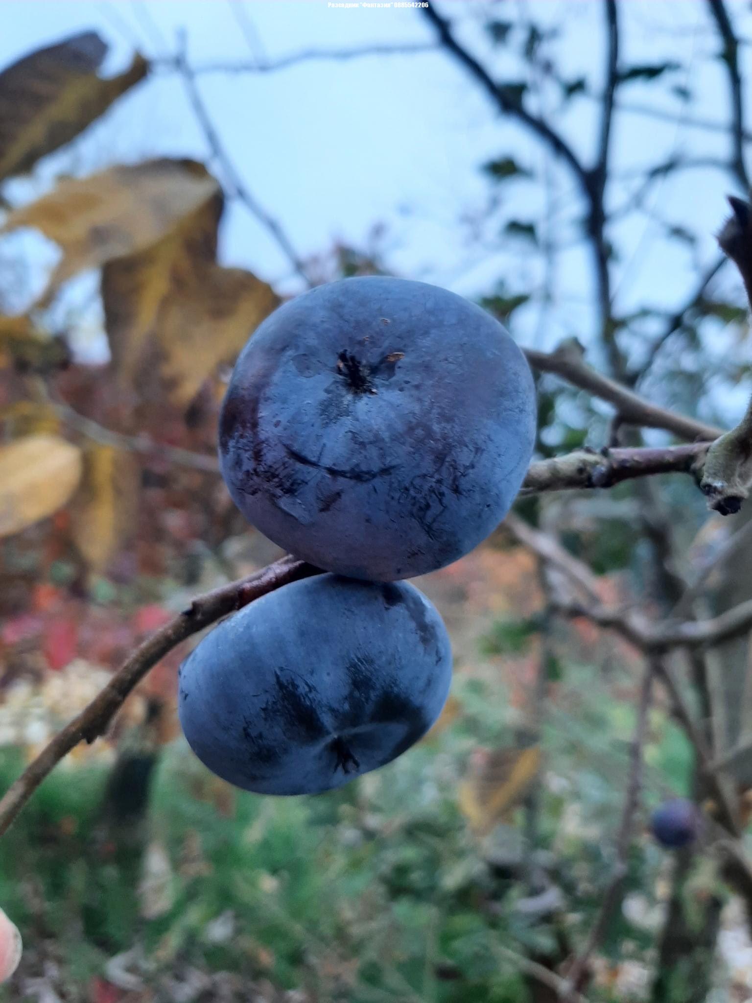 Virginiana - Image 2