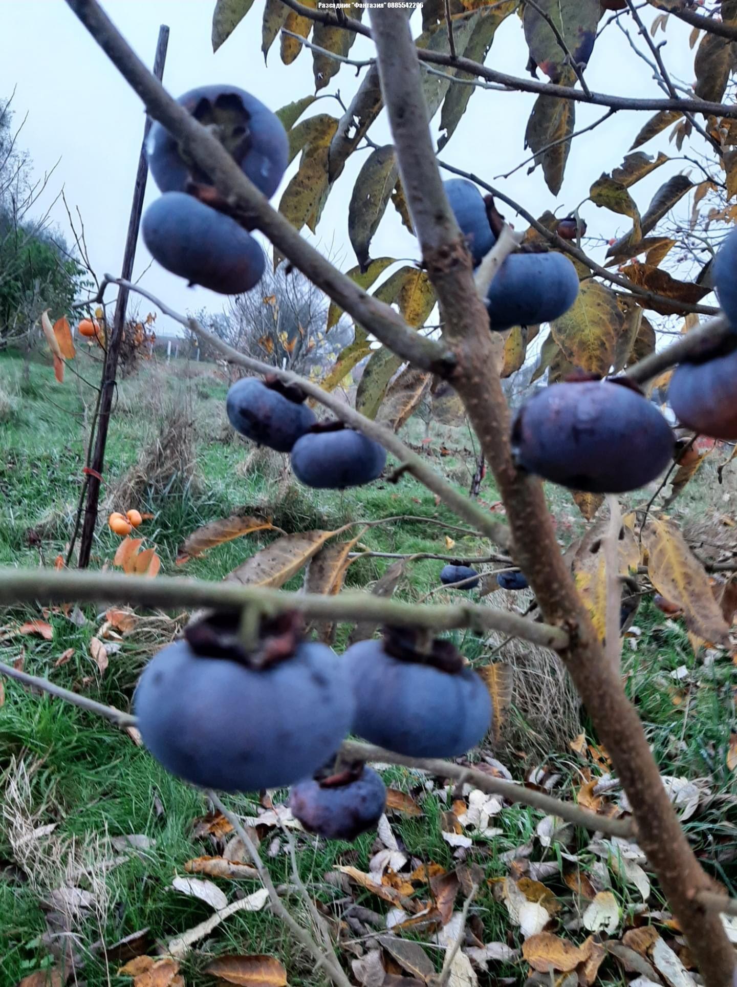 Virginiana - Image 3
