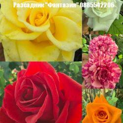 Щамбови рози®