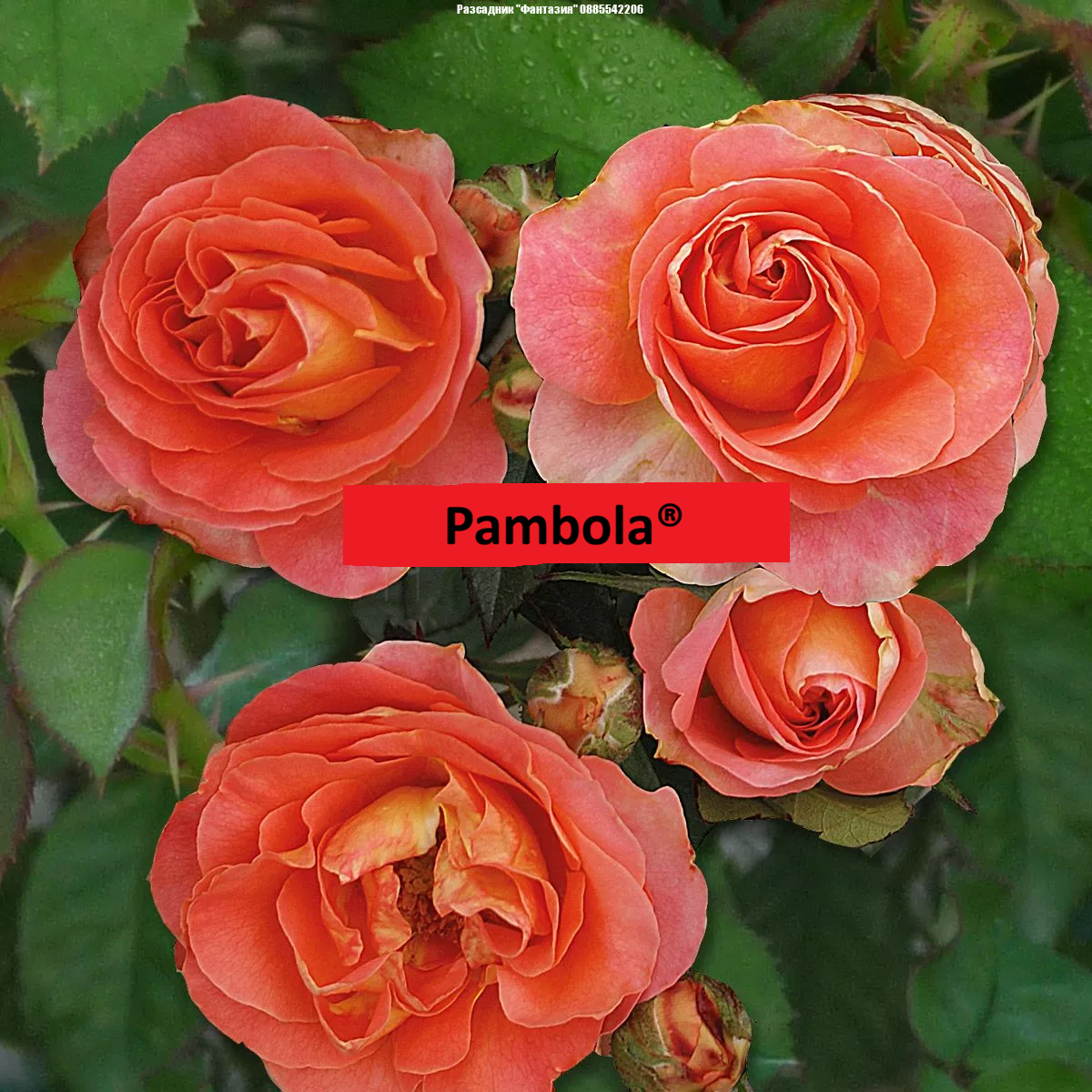 Pambola®