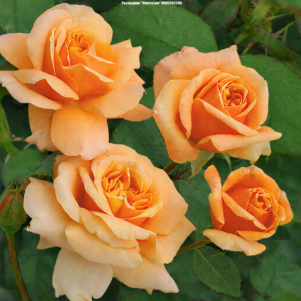 Perfumed Cloud®
