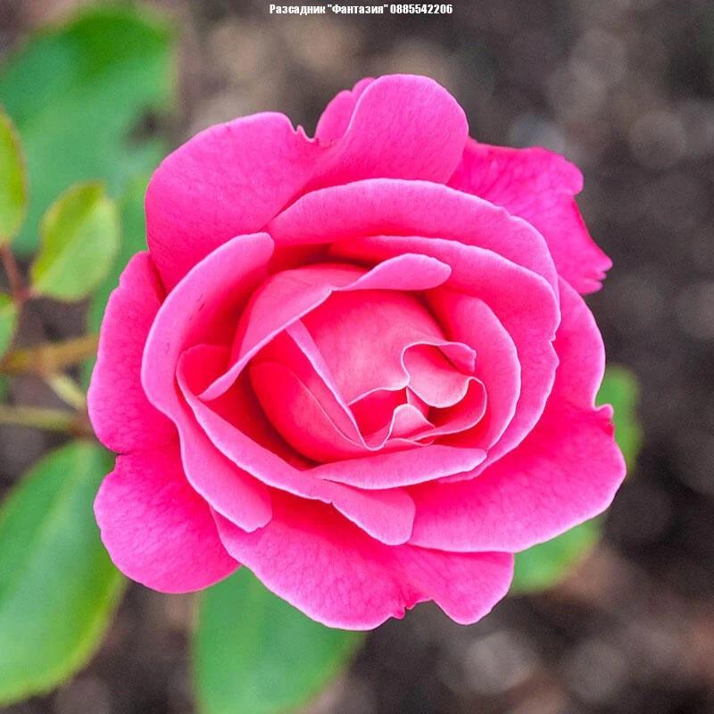 Pink Peace