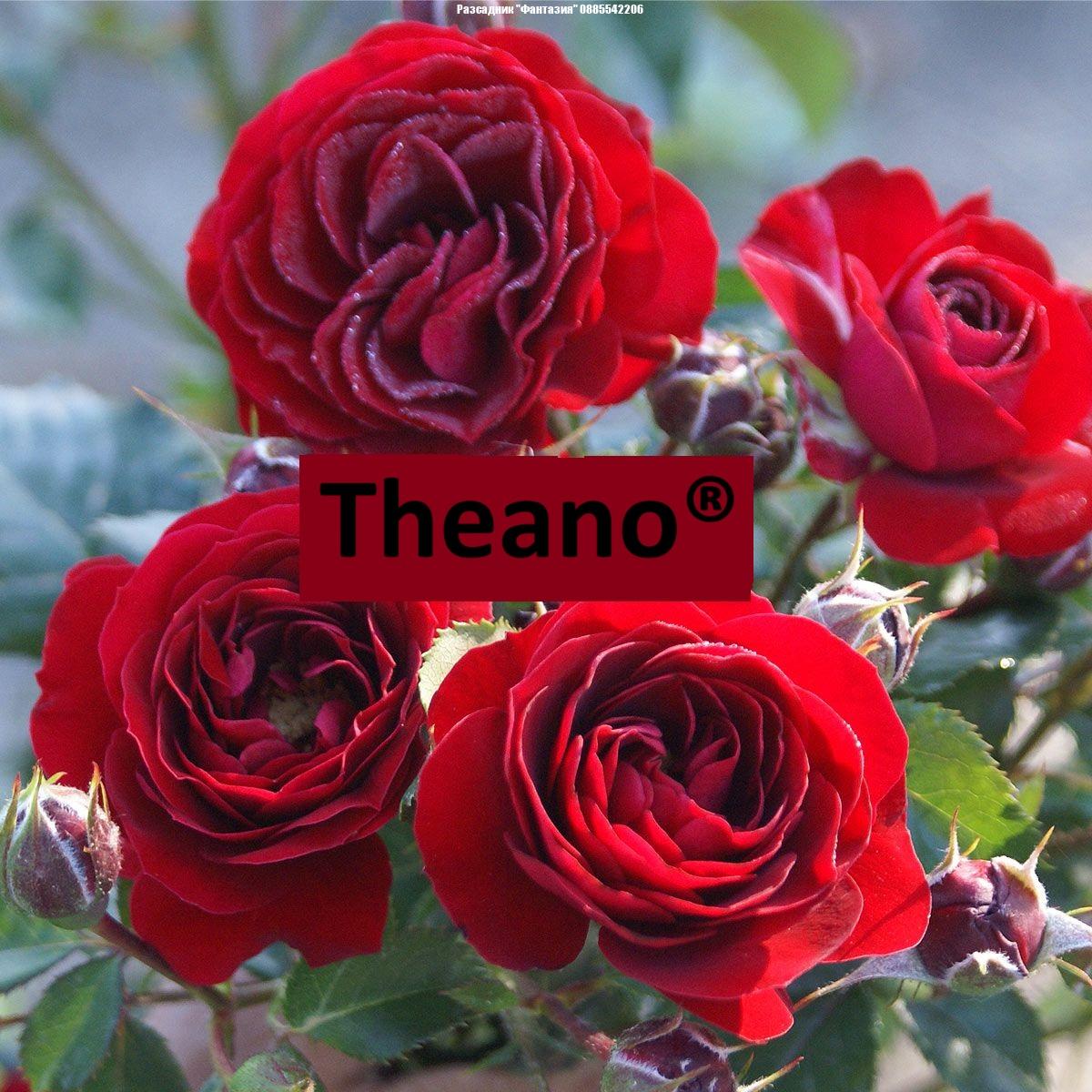 Theano®