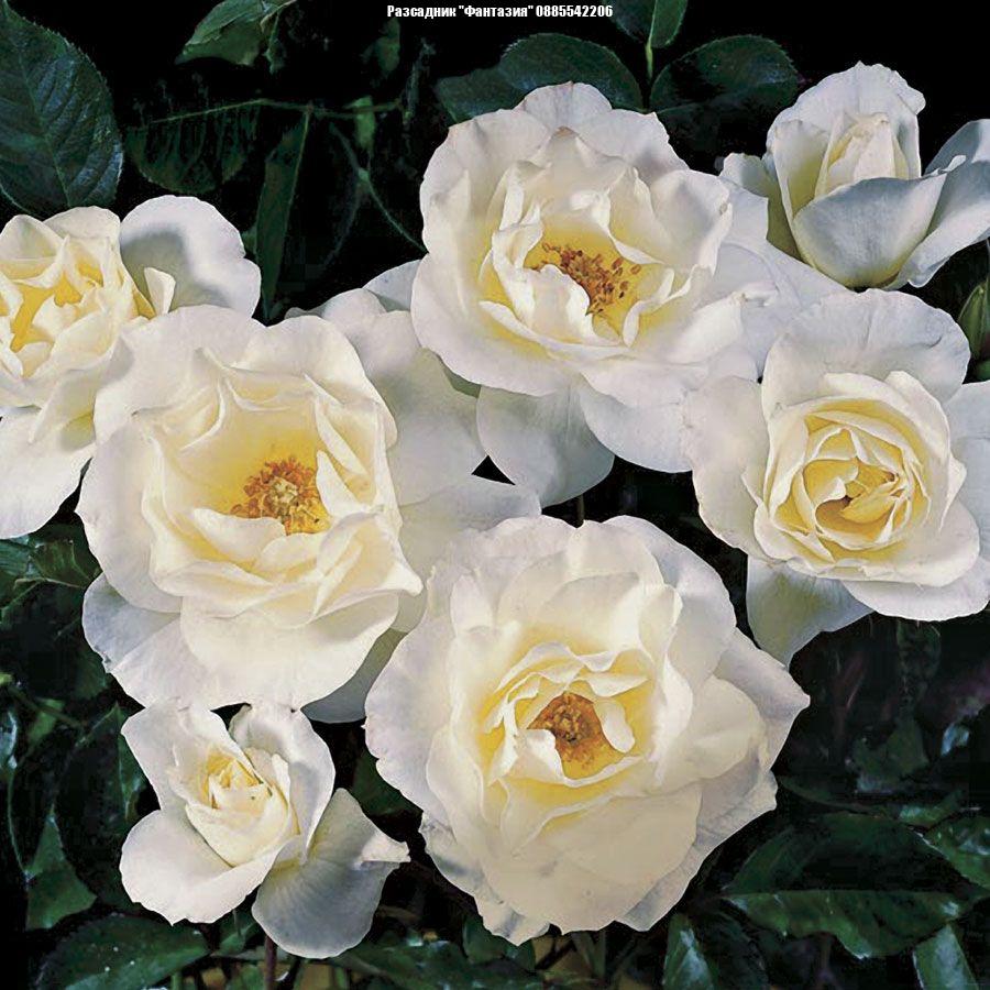 White Hedge®
