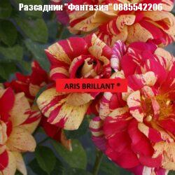 ARIS BRILLANT ®