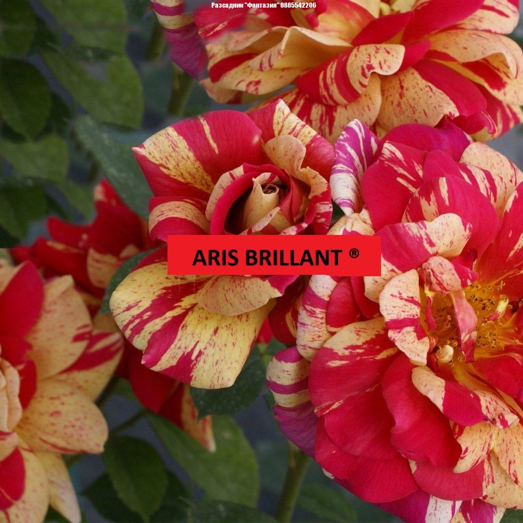 ARIS BRILLANT ®