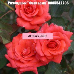 ATTICA’S LIGHT