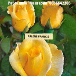 ARLENE FRANCIS