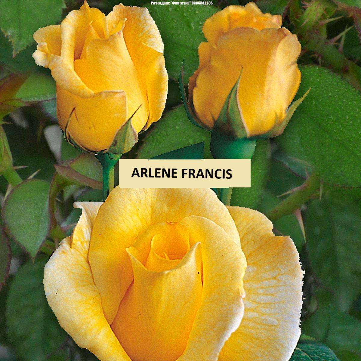 ARLENE FRANCIS