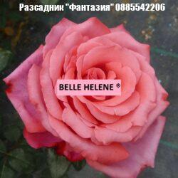 BELLE HELENE ®