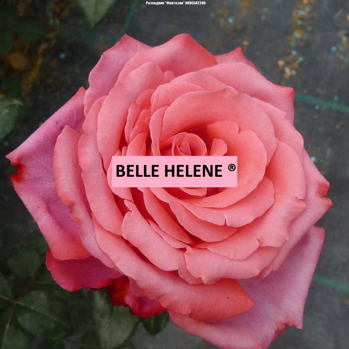 BELLE HELENE ®