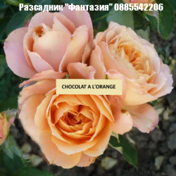 CHOCOLAT A L'ORANGE