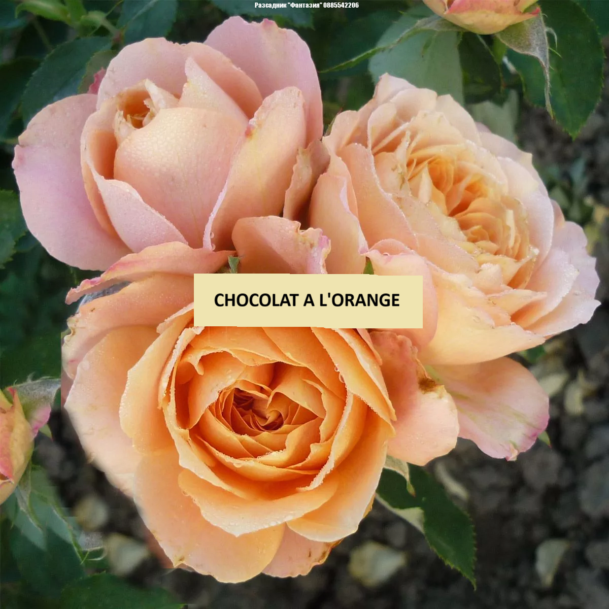 CHOCOLAT A L'ORANGE