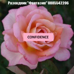 CONFIDENCE