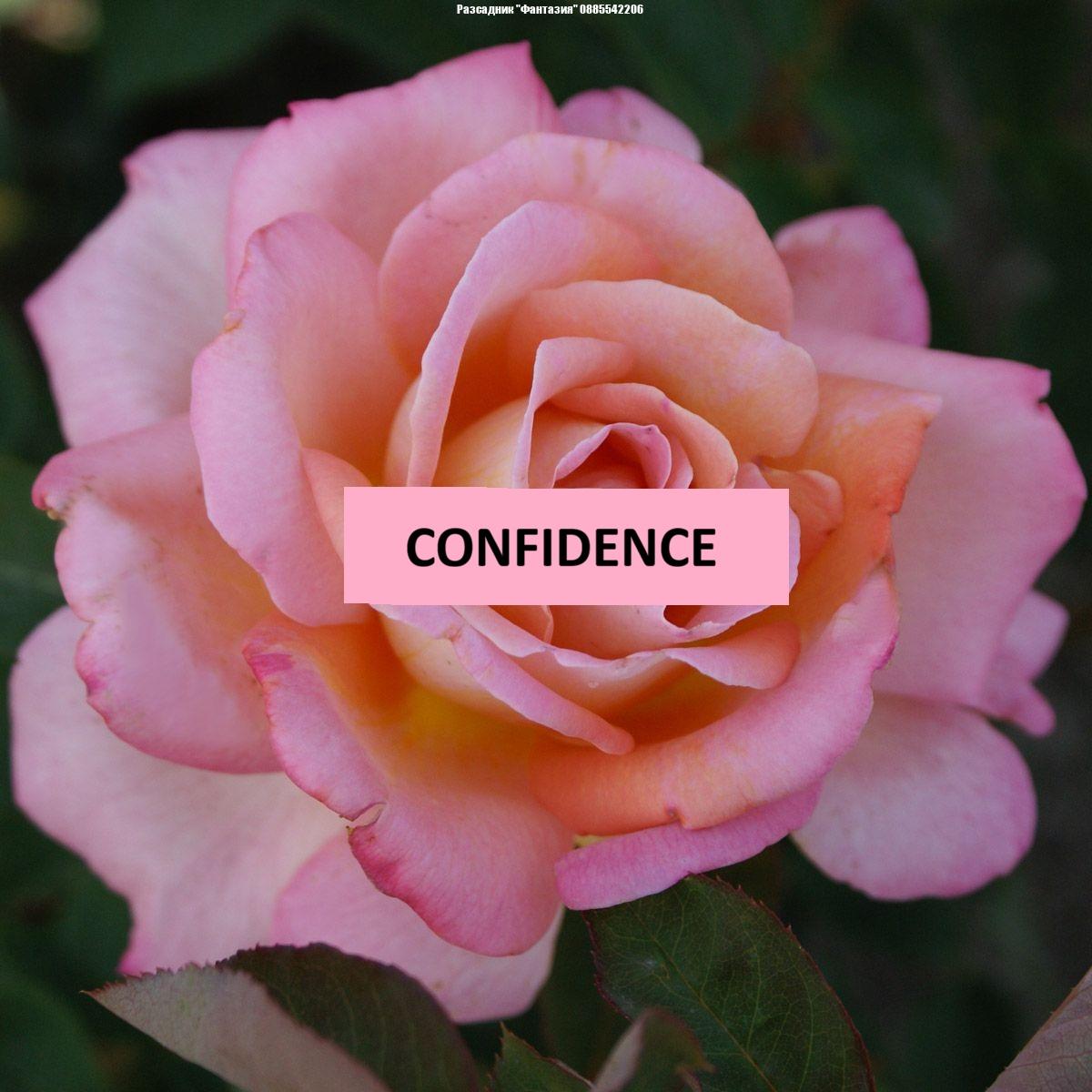 CONFIDENCE