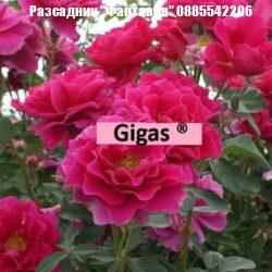 Gigas®