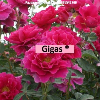 Gigas®