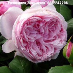 GARTENTRAUME®
