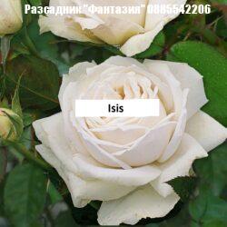 ISIS ®