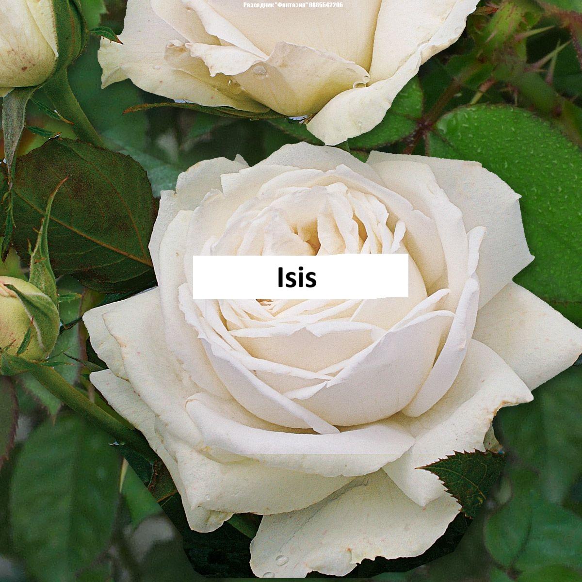 ISIS ®