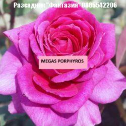 MEGAS PORPHYROS