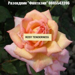 ROSY TENDERNESS