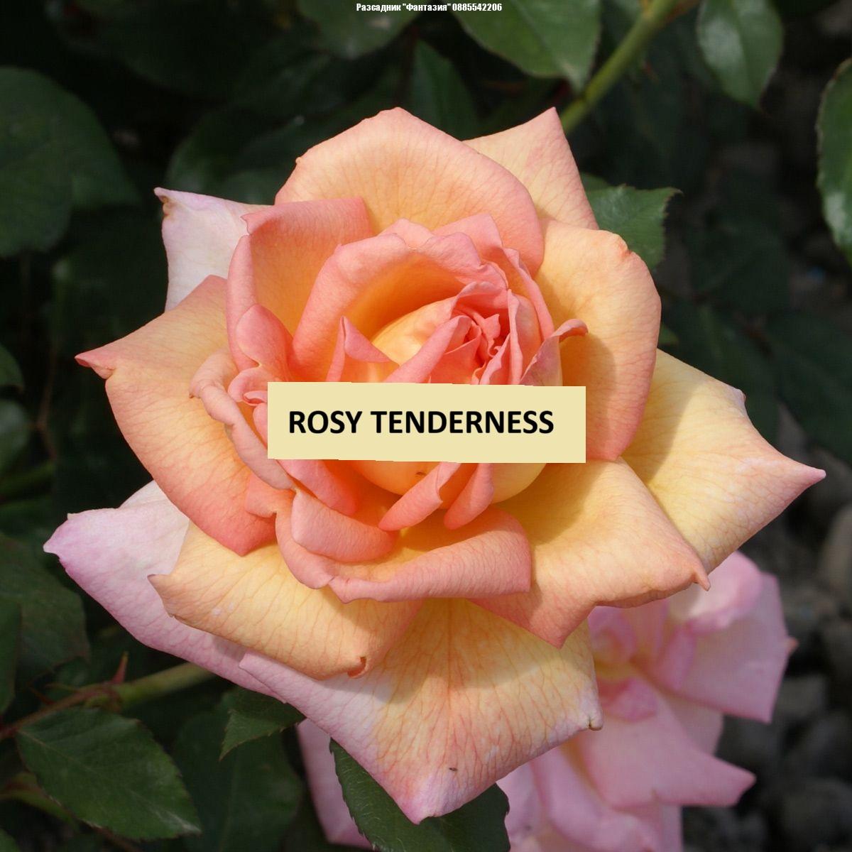 ROSY TENDERNESS