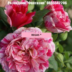 REGAS ®