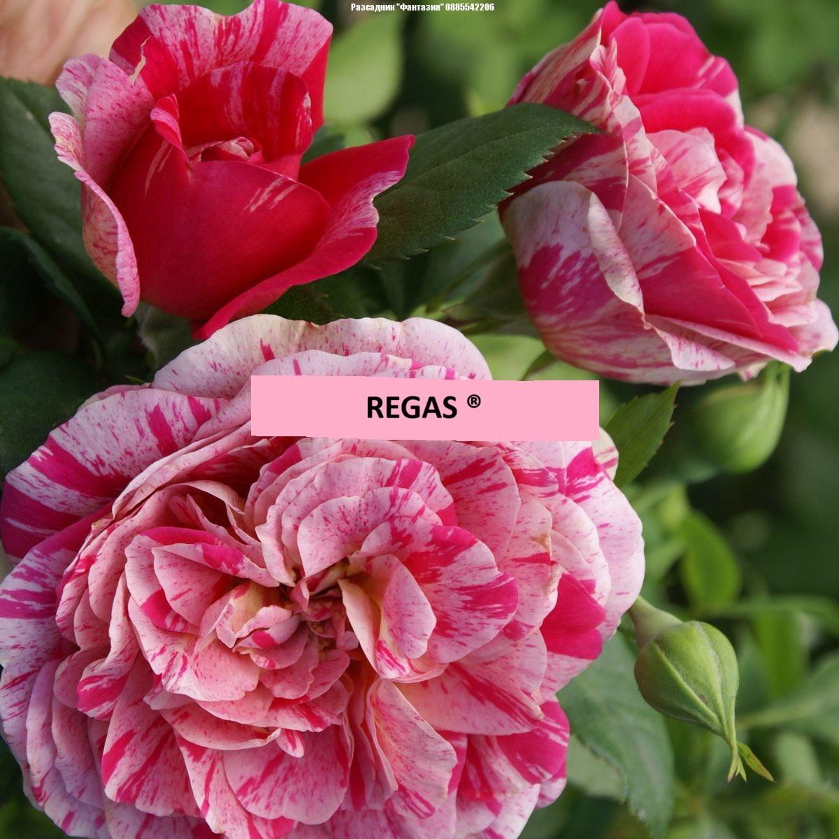 REGAS ®