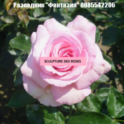 SCULPTURE DES ROSES