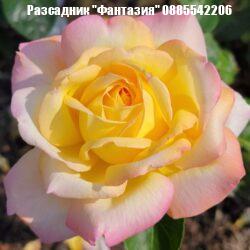Scented peace