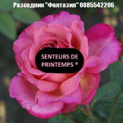 SENTEURS DE PRINTEMPS ®