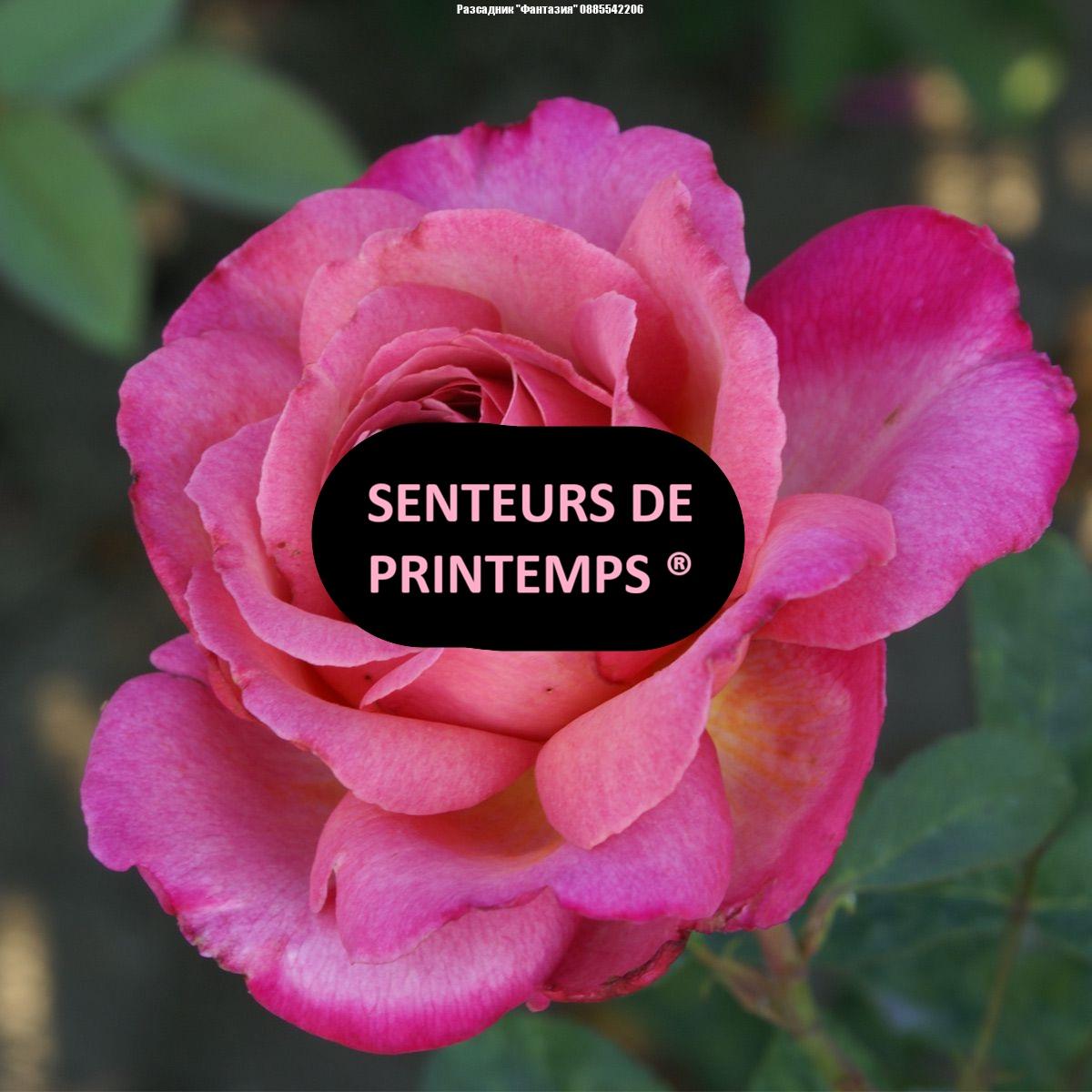 SENTEURS DE PRINTEMPS ®