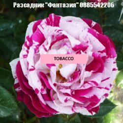 TOBACCO