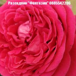 CHARME POURPRE®