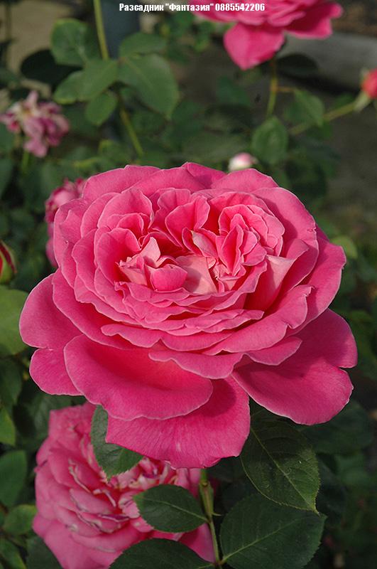 Pink Peace