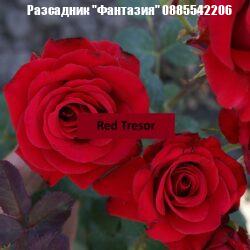 RED TRESOR