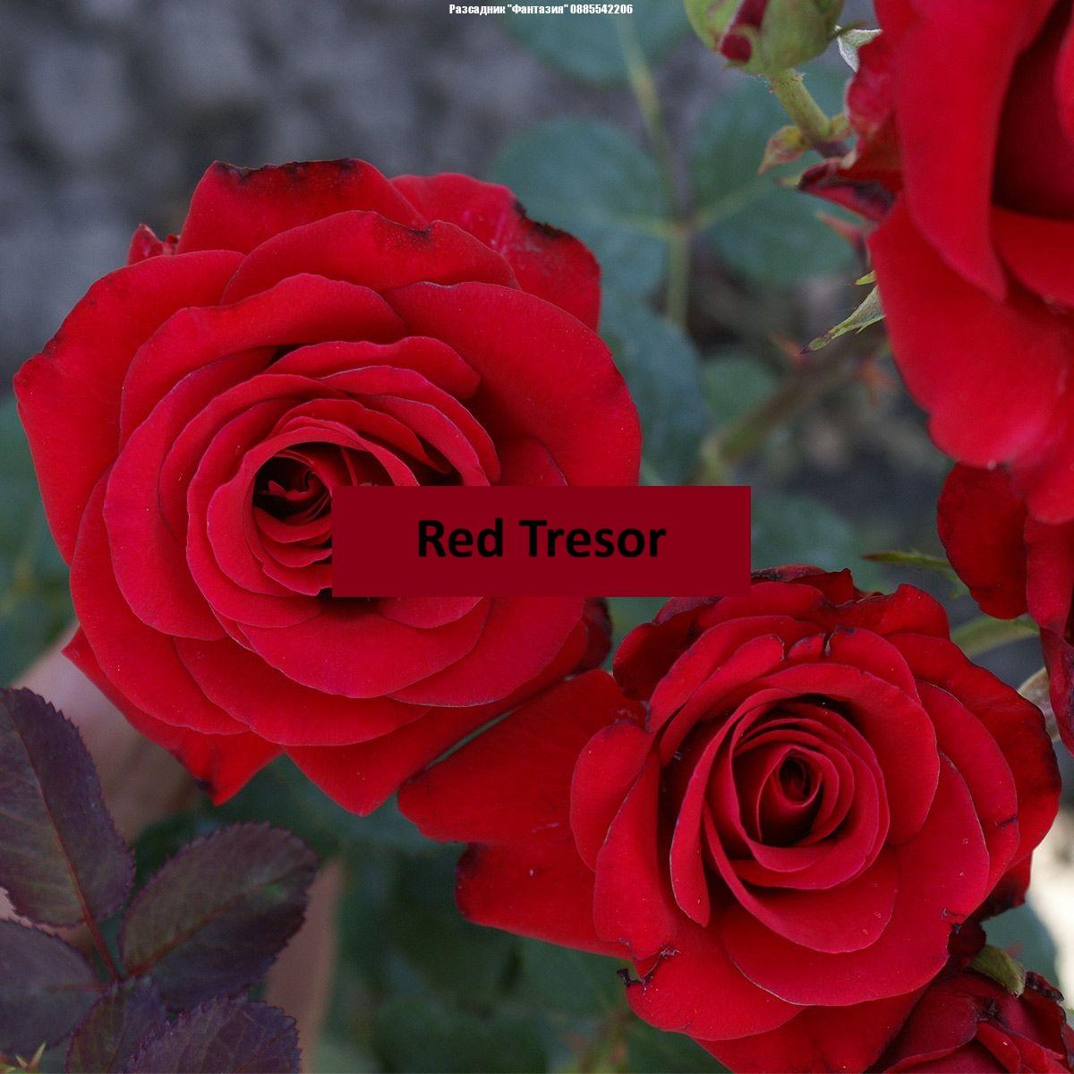 RED TRESOR